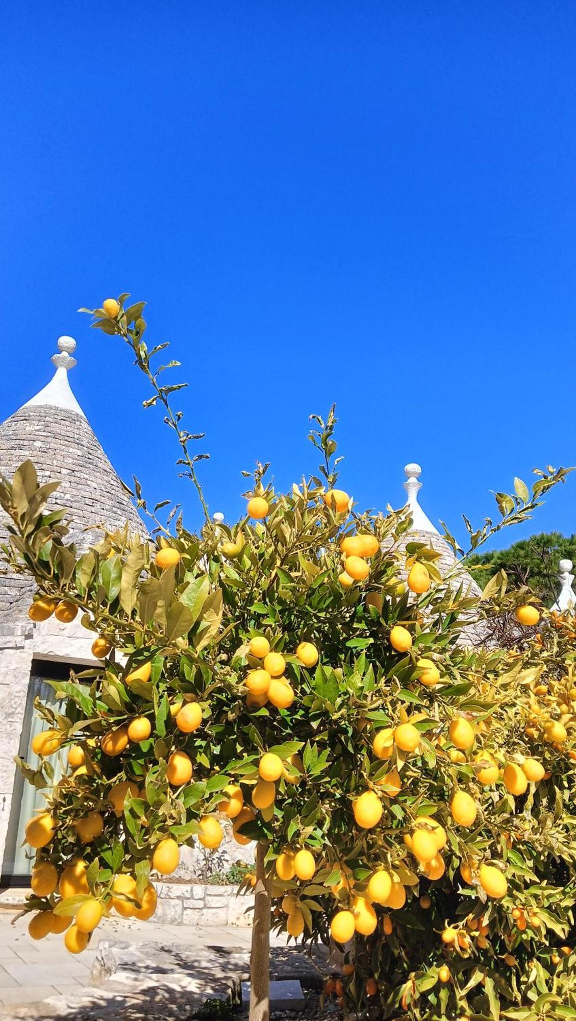 Trullo Bosco Libero Ostuni Villa Екстериор снимка